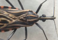 Menos de 10% das pessoas com doença de Chagas recebem diagnóstico, alerta Opas