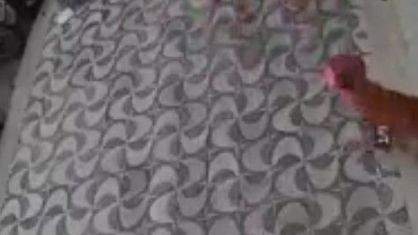 Cachorro foi flagrado durante o 'furto' do biquíni