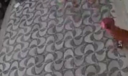 Cachorro foi flagrado durante o 'furto' do biquíni