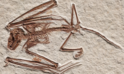 Fósseis de morcegos de 52 milhões de anos revelam nova espécie