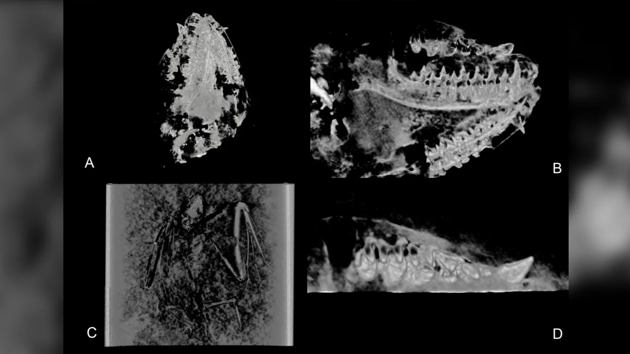 Aqui são mostradas visualizações de TC de Icaronycteris gunnelli, incluindo as seguintes visualizações: A) visualização ventral do crânio; B) visão labial do dentário direito; C) Vista dorsal do esqueleto; D) Visão oclusal da maxila direita. Cortesia PLOS