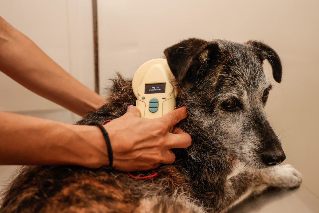 A cadela Lurdinha foi microchipada e aguarda adoção no DEBEA