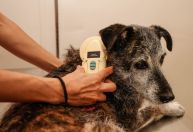 Prefeitura de Jundiaí (SP) torna obrigatória a microchipagem de cães e gatos
