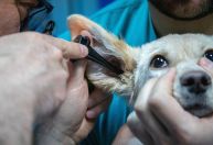 Falso veterinário que usava linha de pesca para costurar animais é indiciado no Amapá
