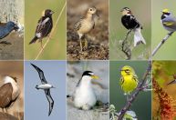 Pássaros estão perdendo a luta da sobrevivência; veja o que fazer para salvá-los