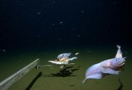 Cientistas filmam o peixe mais profundo de todos os tempos no fundo do mar no Japão
