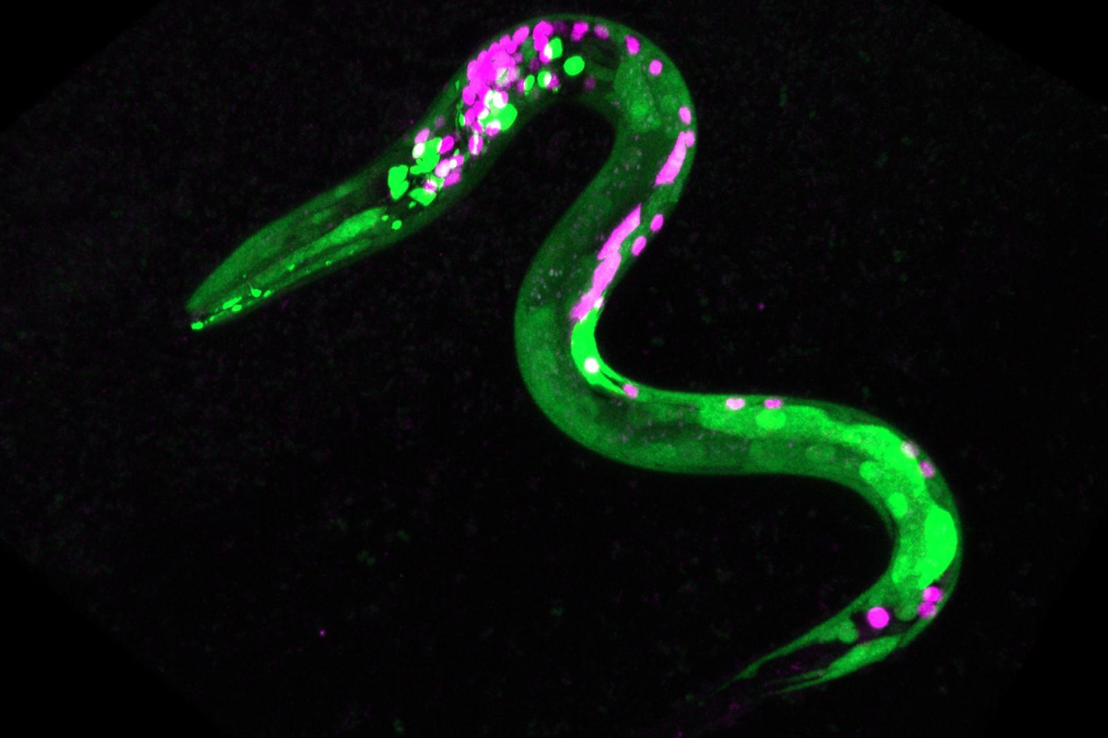 Vermes foram geneticamente modificados para que certos neurônios e músculos brilhassem