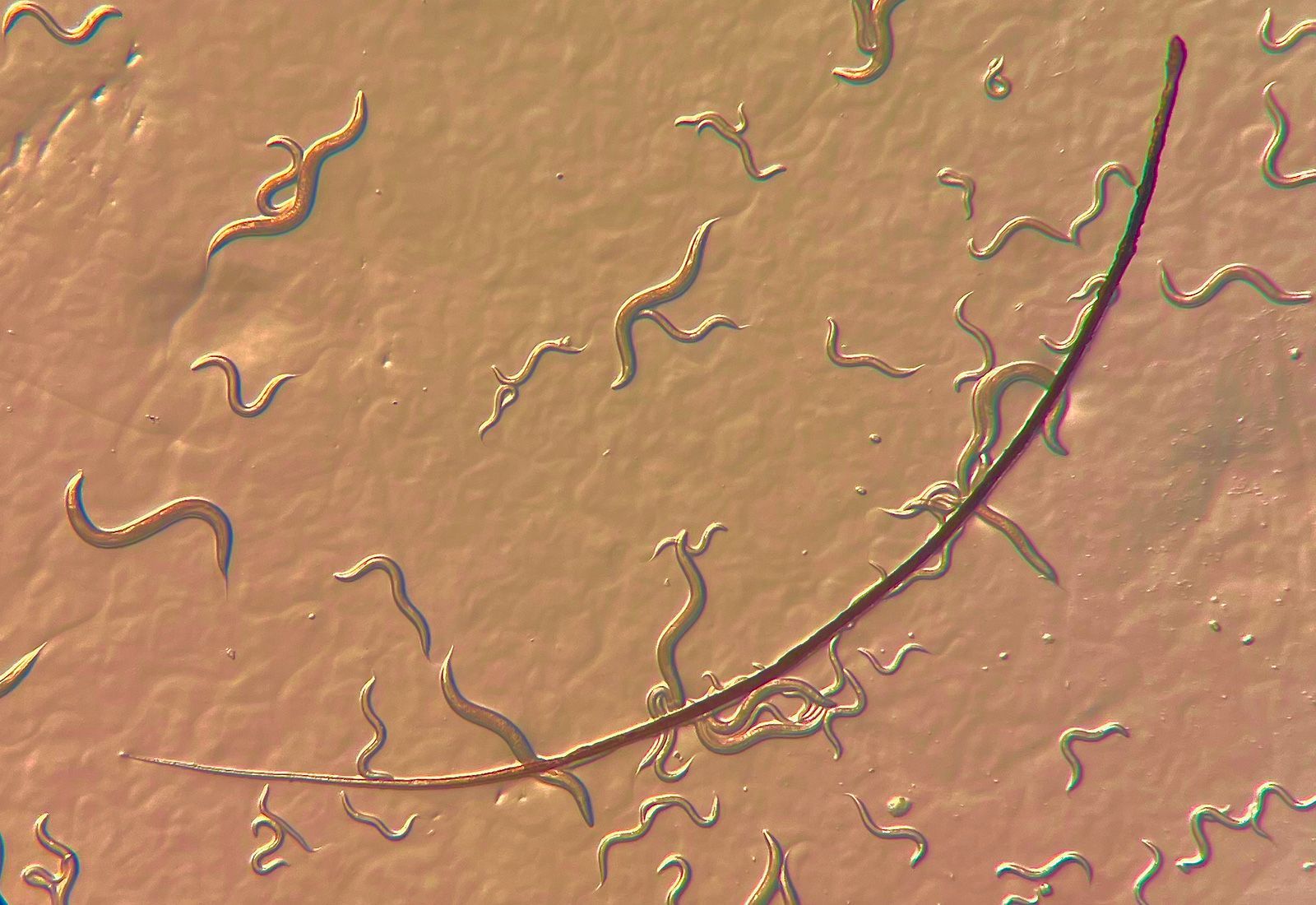 C. elegans é um minúsculo verme, ainda menor que um cílio humano / Universidade de Oregon