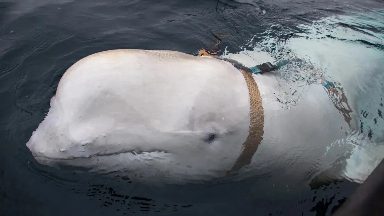 Baleia beluga