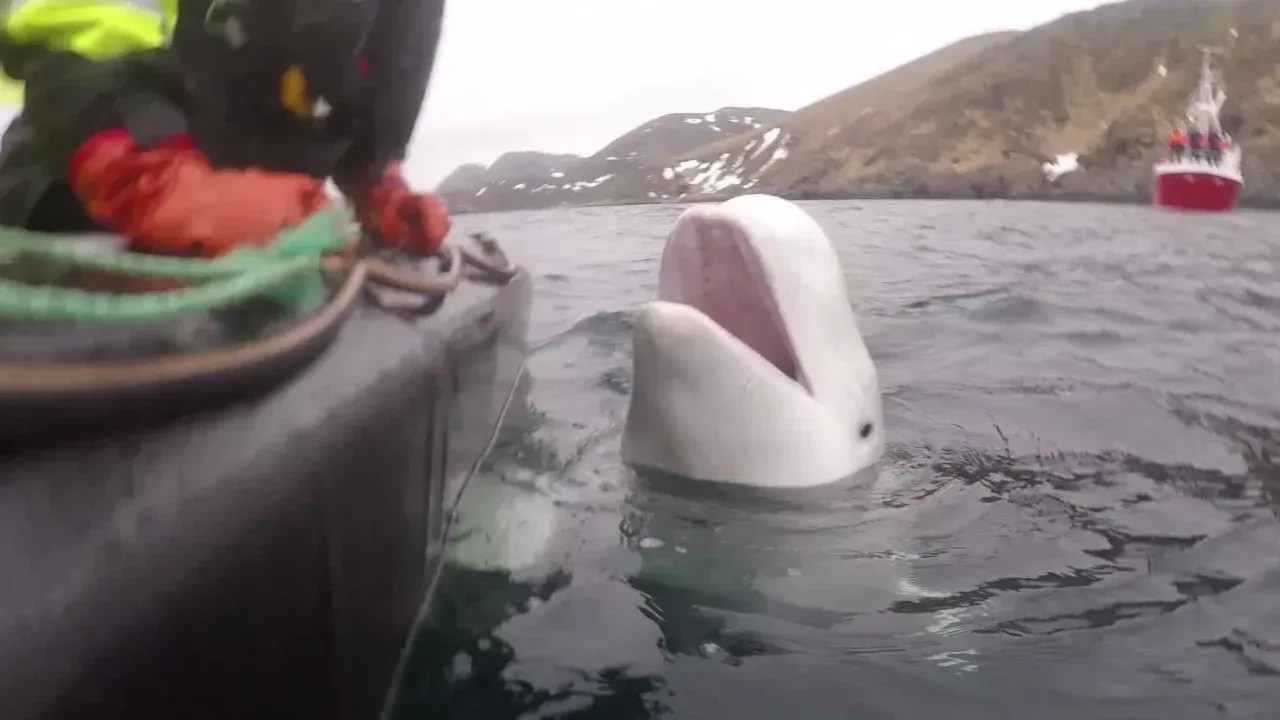 Hvaldimir tem viajado pela costa norueguesa./ Jorgen Ree Wiig/Direção Norueguesa de Pescas/Serviço de Vigilância Marítima