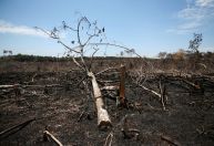 Colômbia estima queda de até 10% no desmatamento em 2022