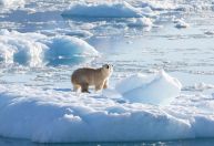 Temperatura global pode ser elevada em 1,5ºC nos próximos cinco anos, segundo a OMM