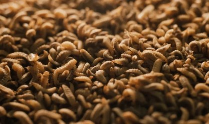 Por que uma das maiores produtoras de carne dos EUA está investindo em proteína de insetos