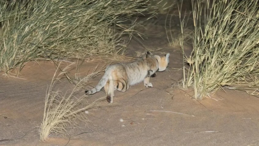 Os gatos-do-deserto viajam mais durante a noite do que qualquer outro gato de seu tamanho. Grégory Breton/Arquivo Pessoal