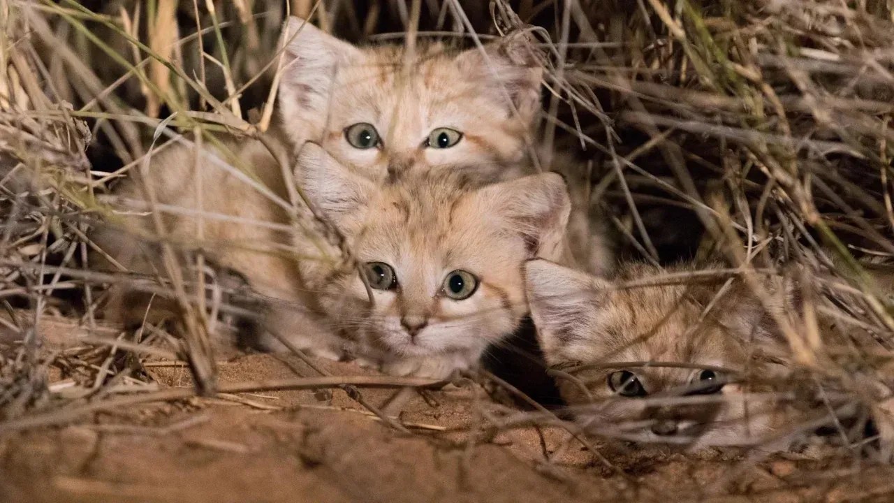230426144211-sand-cat-kittens