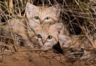 Crise climática e deterioração de habitat colocam gato-do-deserto em risco de extinção