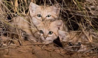 Crise climática e deterioração de habitat colocam gato-do-deserto em risco de extinção