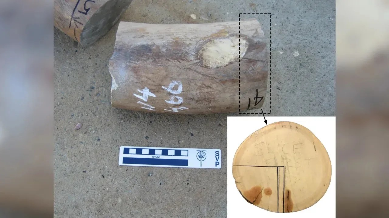 Um segmento de uma presa de mamute lanoso macho foi usado no estudo / University of Michigan