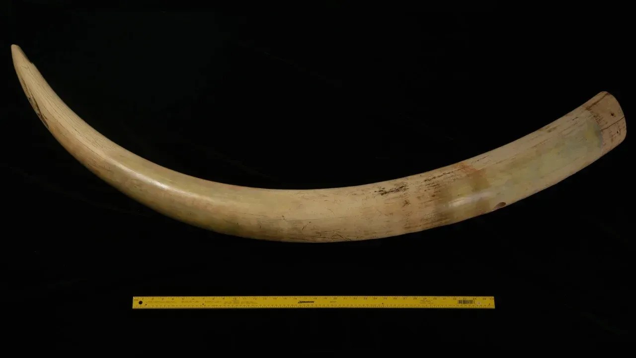 Uma presa de elefante africano foi usada no estudo para comparar com presas de mamute / University of Michigan