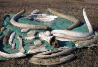 Cientistas analisam presa de mamute de 30 mil anos e desvendam agressividade em acasalamento