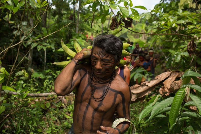 Indígenas Kanamari durante trabalho na roça da aldeia Massapê, no rio Itacoai. Etnia é uma das que vivem na TI Vale do Javari, para onde seriam enviados 19 toneladas de bisteca pela gestão da Funai no governo Bolsonaro. / Bruno Kelly/Amazônia Real