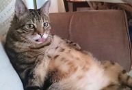 Concurso de fotos mais engraçadas de animais de 2023 abre inscrições e tem prêmio de R$ 3 mil