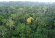 Complexo sistema de chuvas da Amazônia é desvendado