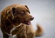 Bobi, o cachorro mais velho do mundo, completa 31 anos com festa