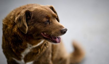 Morre Bobi, o cão mais velho do mundo, aos 31 anos