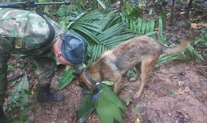 Soldado e cão de busca em operação para resgatar crianças sobreviventes de queda de avião em Caquetá, Colômbia