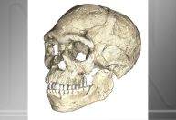 Dados do genoma apontam para como o Homo sapiens surgiu na África