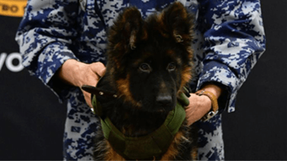 Cão de resgate Arkadas, dado de presente pela Turquia ao México após a morte de um cachorro mexicano que ajudava na busca por sobreviventes do terremoto de fevereiro entre a fronteira da Síria com o território turco