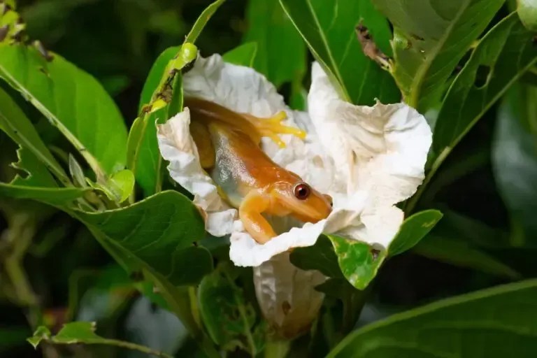 perereca-comedora-de-frutos (Xenohyla truncata)