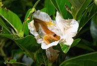 Pesquisadores descobrem perereca brasileira que espalha flores ao se alimentar