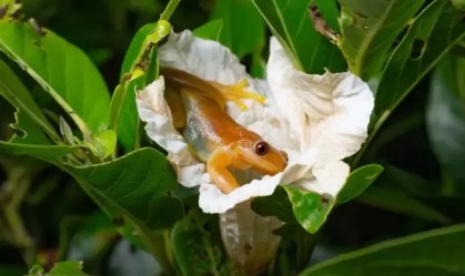 perereca-comedora-de-frutos (Xenohyla truncata)