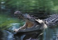 Mergulhador sobrevive após ficar com a cabeça presa na boca de crocodilo na Austrália