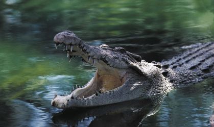 Mergulhador sobrevive após ficar com a cabeça presa na boca de crocodilo na Austrália