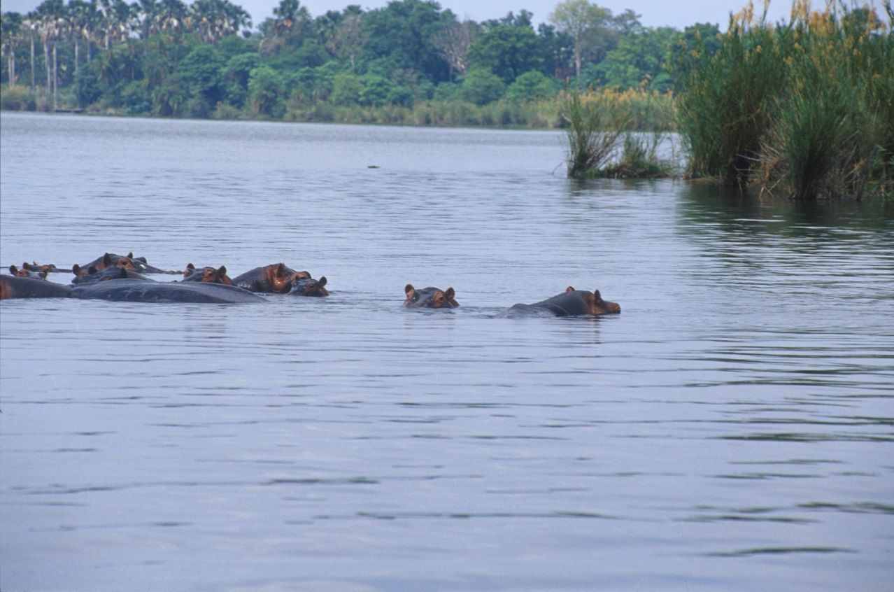 Hippos immersed in the river