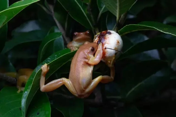 Perereca-comedora-de-frutos (Xenohyla truncata). /Divulgação