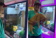 Homem “fisga” gato de verdade em máquina de pegar pelúcia no Mato Grosso do Sul