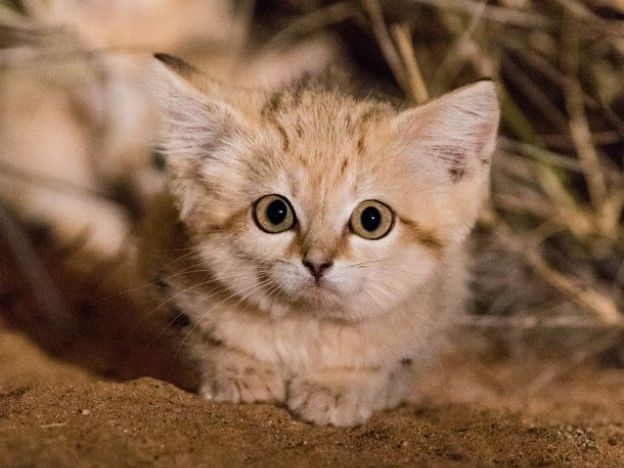 Os gatos-do-deserto foram fotografados na natureza pela primeira vez em 2017. Grégory Breton/Arquivo Pessoal
