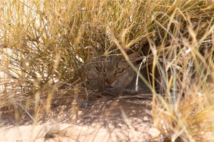 Furtivos, a cor arenosa dos gatos-do-deserto os camufla, eles enterram as fezes e não deixam restos de suas presas, enquanto a areia varre rapidamente suas pegadas. Grégory Breton/Arquivo Pessoal