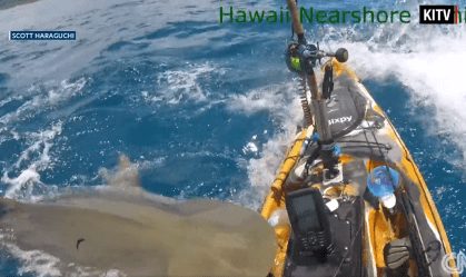 Tubarão-tigre atacada pescador em caiaque no Havaí