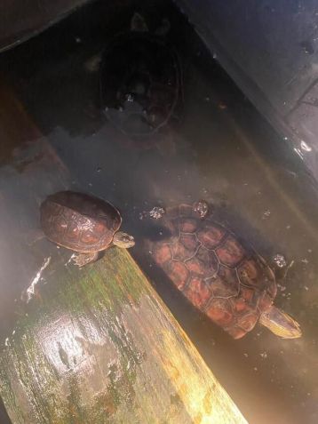 Polícia resgata jacaré e outros 85 animais silvestres mantidos em cativeiro em casa de SP / SSP-SP