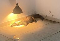 Polícia resgata jacaré e outros 85 animais silvestres mantidos em cativeiro em casas de SP