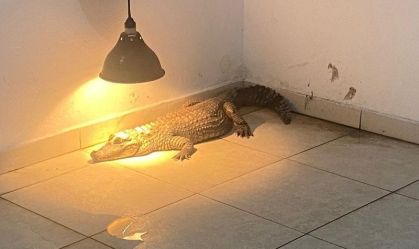 Polícia resgata jacaré e outros 85 animais silvestres mantidos em cativeiro em casas de SP