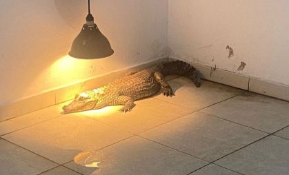 Polícia resgata jacaré e outros 85 animais silvestres mantidos em cativeiro em casa de SP