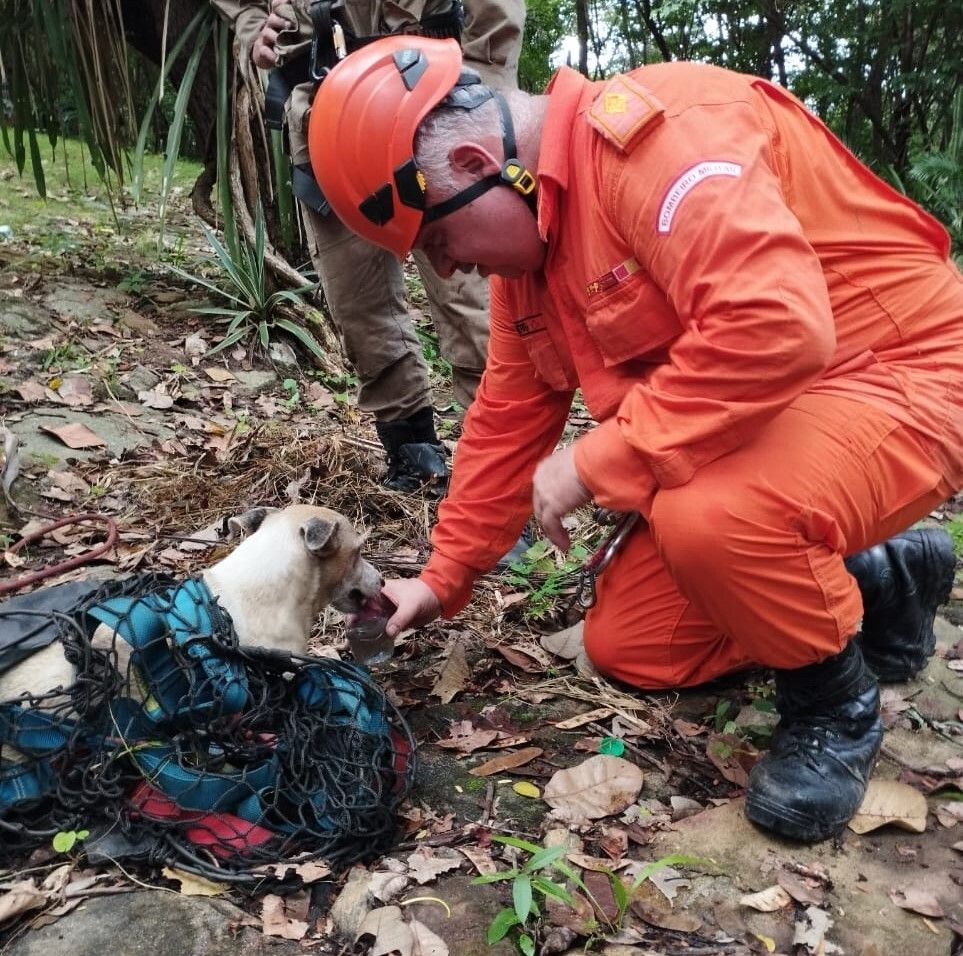 Cão é resgatado desidratado e recebe água / Divulgação/Corpo de Bombeiros