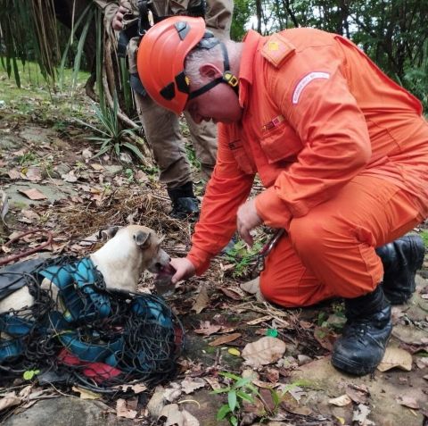 Cão é resgatado desidratado e recebe água / Divulgação/Corpo de Bombeiros
