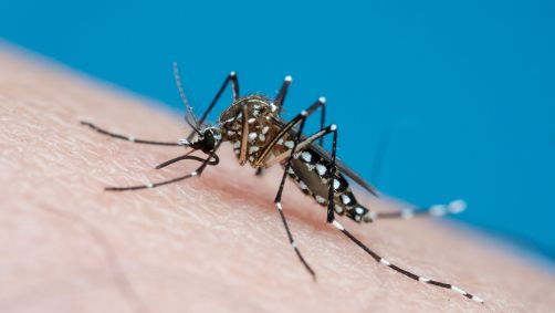 Chikungunya e Zika são transmitidas pelo mosquito Aedes aegypti e pode evoluir para quadros graves de saúde